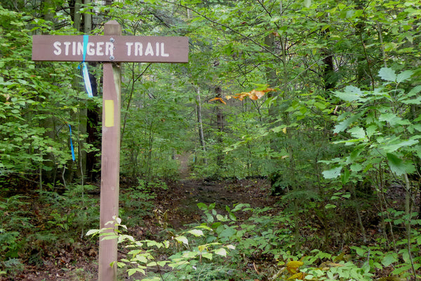 Stinger Trail Tioga State Forest PA