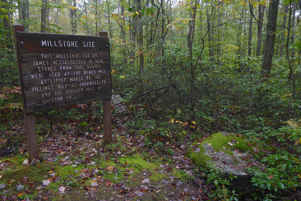 Tioga State Forest PA