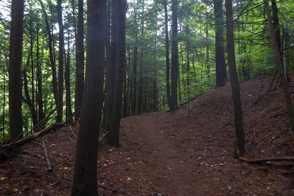 Asaph Wild Area Tioga State Forest PA