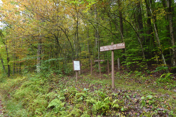 Asaph Wild Area Tioga State Forest PA