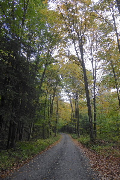 Left Asaph Road Tioga State Forest PA