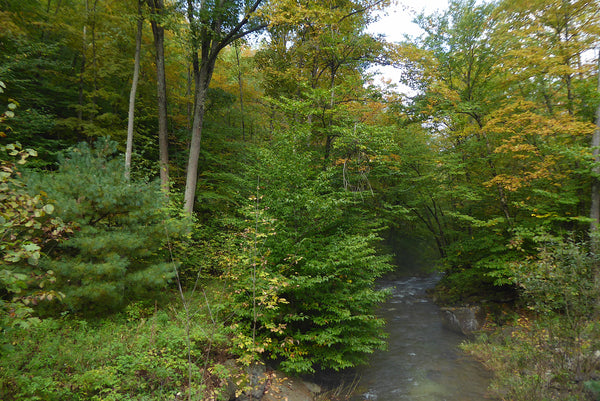 Tioga State Forest PA