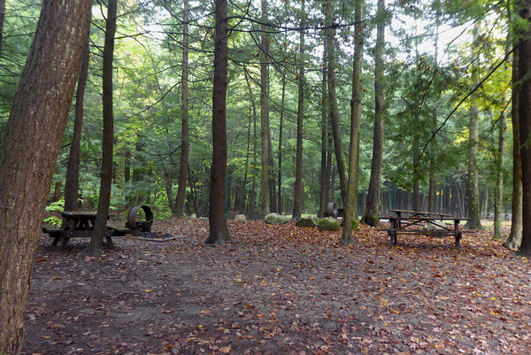 Asaph Camping Area Tioga State Forest PA