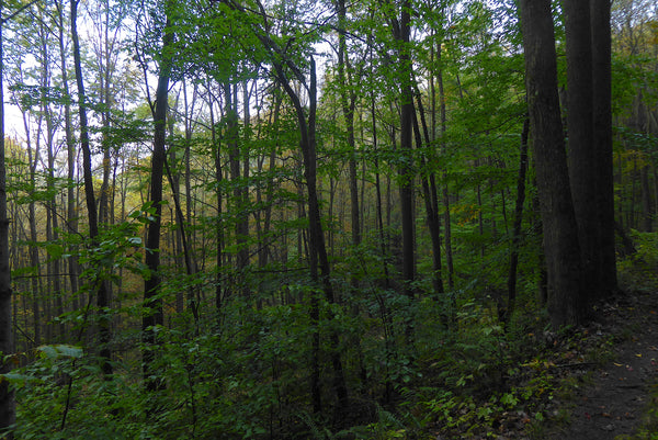 Tioga State Forest PA