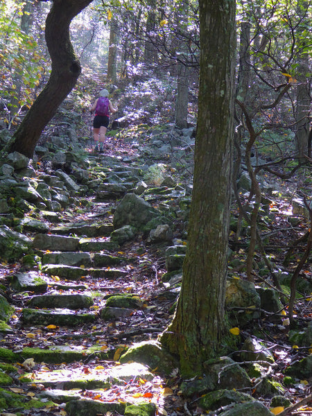 Rothrock State Forest PA