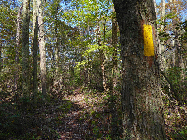 Crownover Trail Rothrock State Forest PA