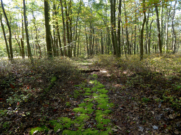 Crownover Trail Rothrock State Forest PA