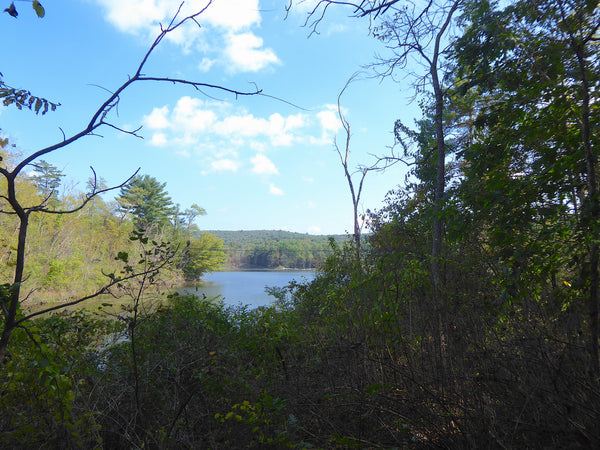 Lake Perez Rothrock State Forest PA