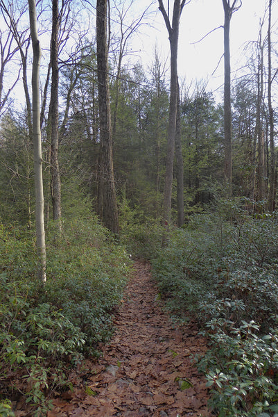 Lonberger Trail Rothrock State Forest PA