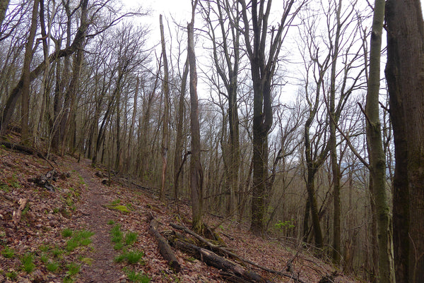 Ohiopyle State Park, Laurel Highlands Pennsylvania