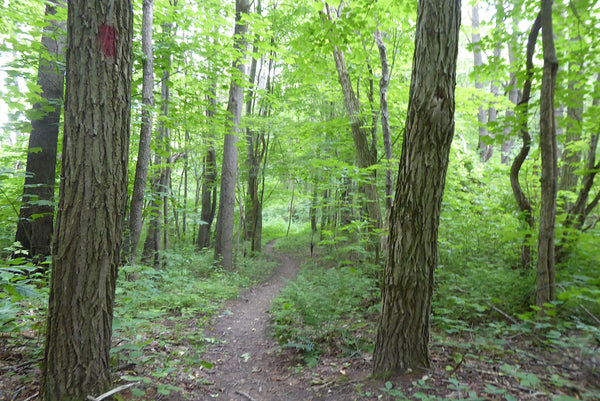 Mountain Biking in Ohiopyle State Park PA