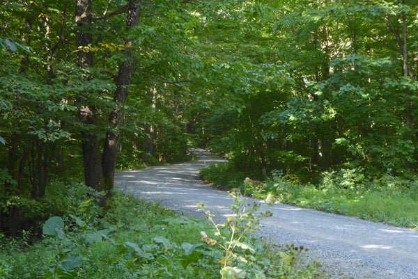 Loyalsock State Forest Pennsylvania