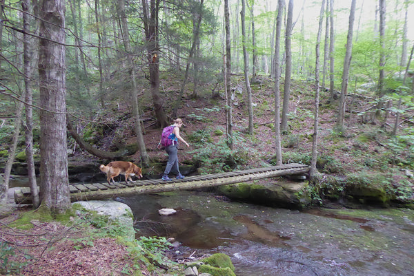 Hiking Along Rock Run Loyalsock State Forest PA