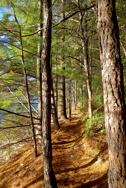 Michaux State Forest Pennsylvania