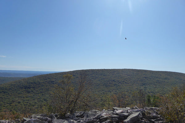 Mid State Trail Rothrock State Forest PA