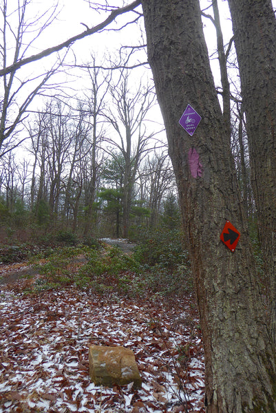 Sand Mountain Dual Sport Trail System, Bald Eagle State Forest, Pennsylvania