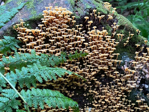 Tuscarora State Forest Natural Area mushrooms