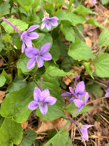 Purple Violet