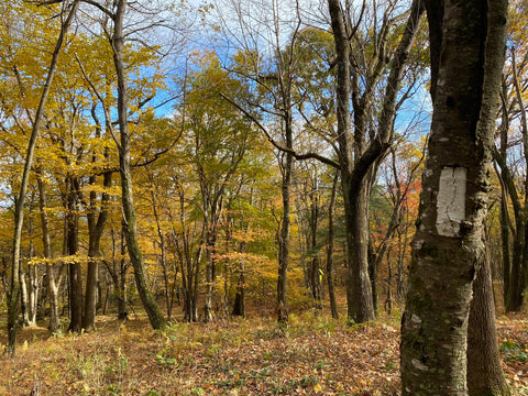 Explore and Hike Shenandoah National Park with Purple Lizard Maps Wandering Out Yonder Fall 2023