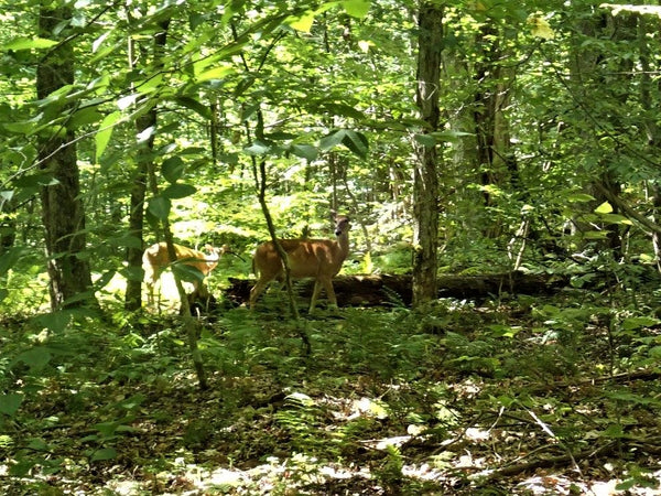 Deer Canaan Valley State Park