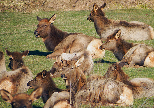 Pennsylvania Elk Herd