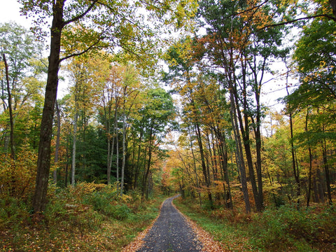 Fall Gravel Road - Black Moshannon State Park