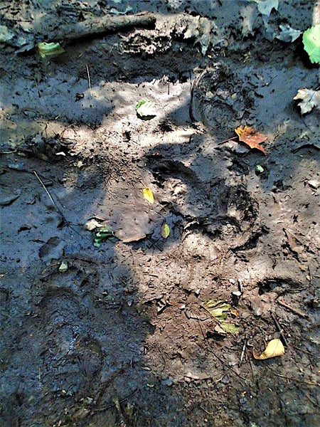 Bear Tracks Along Glady river West Virginia