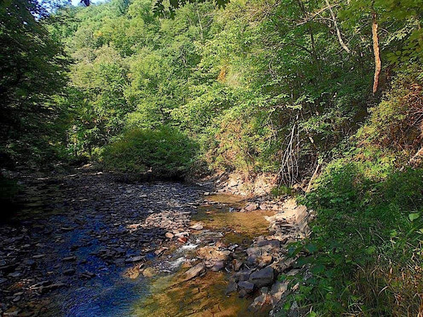 Glady Fork West Virginia