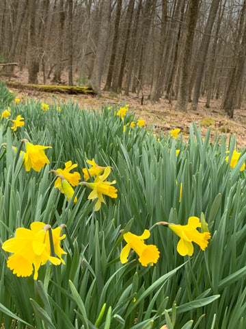 Daffodils in the Woods