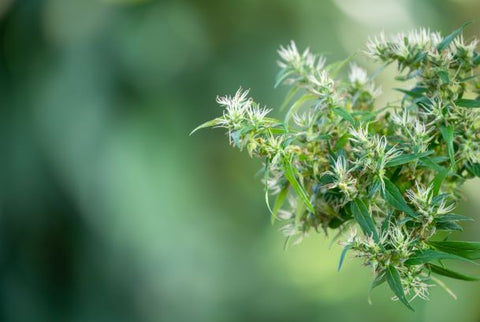 A cannabis plant