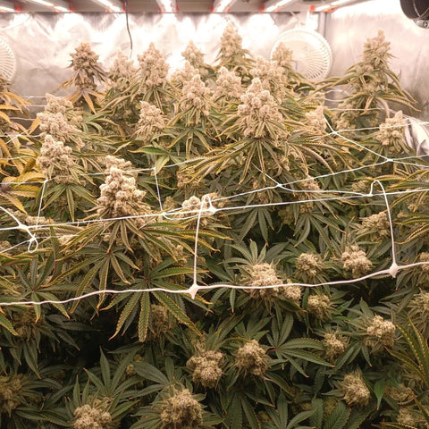 3 pound yield cannabis grow