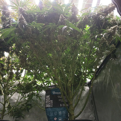 3 pound yield showcasing Dosaline Grow