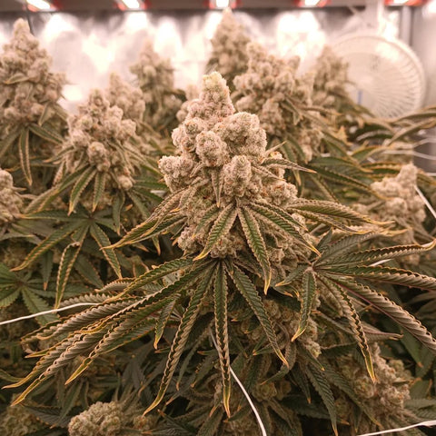 3 pound yield cannabis plants