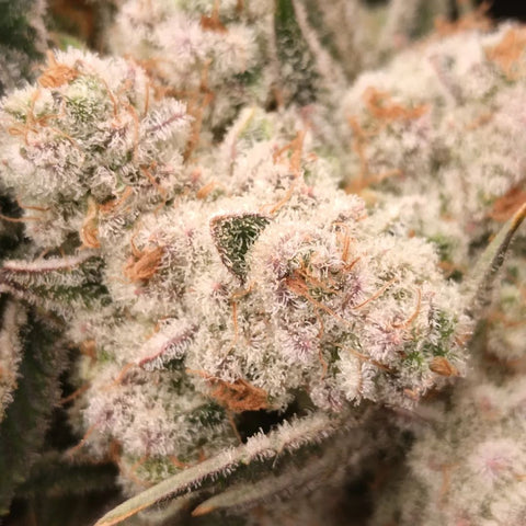 Up close photo of a high yield cannabis grow
