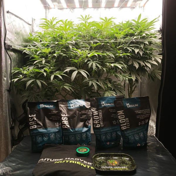 A cannabis grow next to a Future Harvest care package of Dosaline and merchandise
