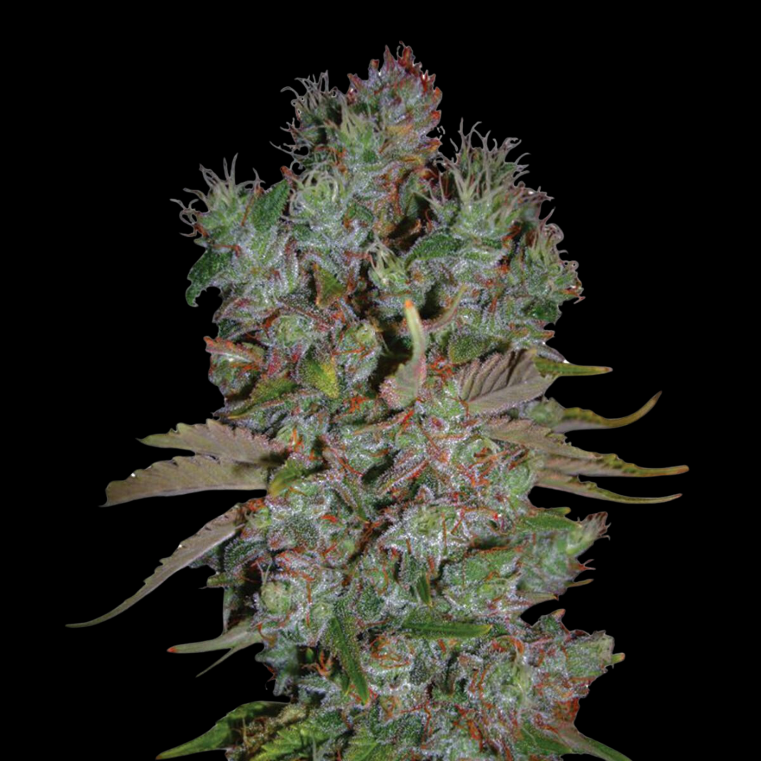 Detailed photo of the Auto Blueberry Strain