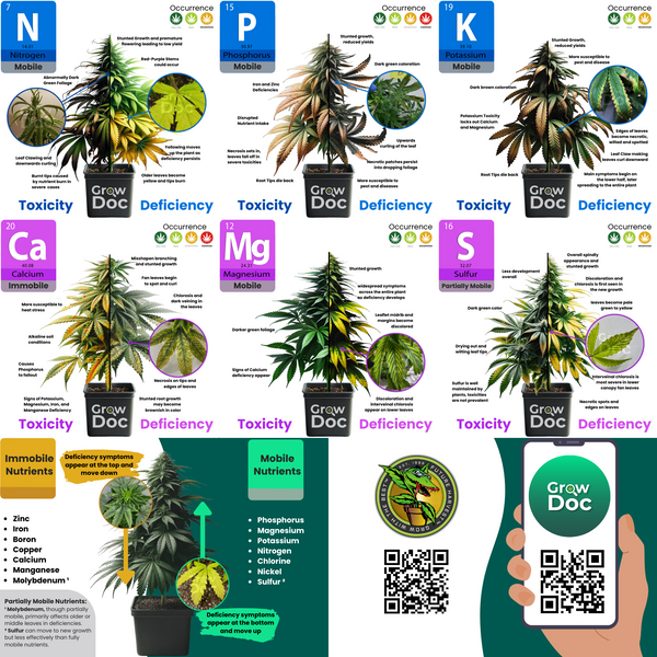 Cannabis Nutrient Deficiency Chart