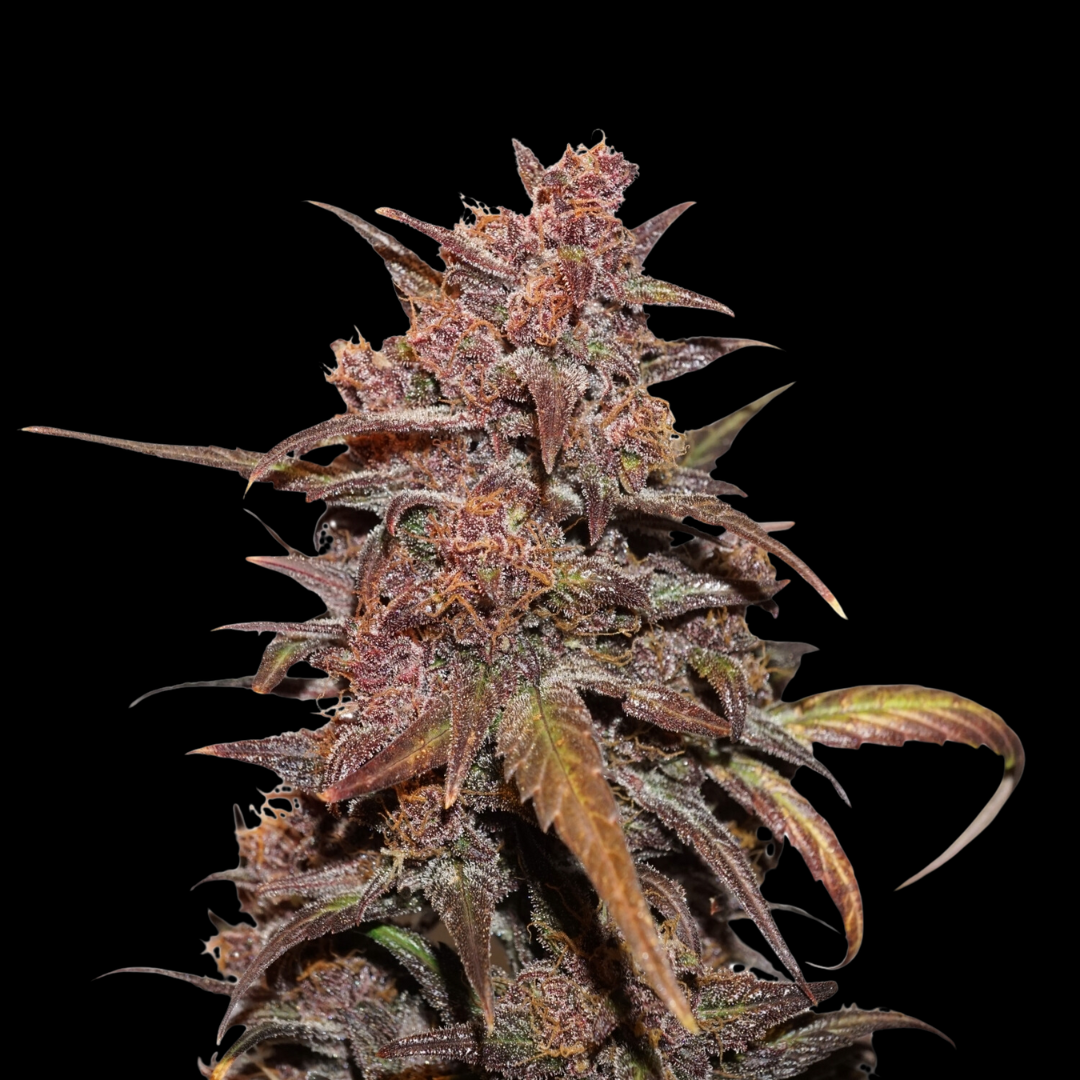 Detailed photo of the Blackberry Kush strain