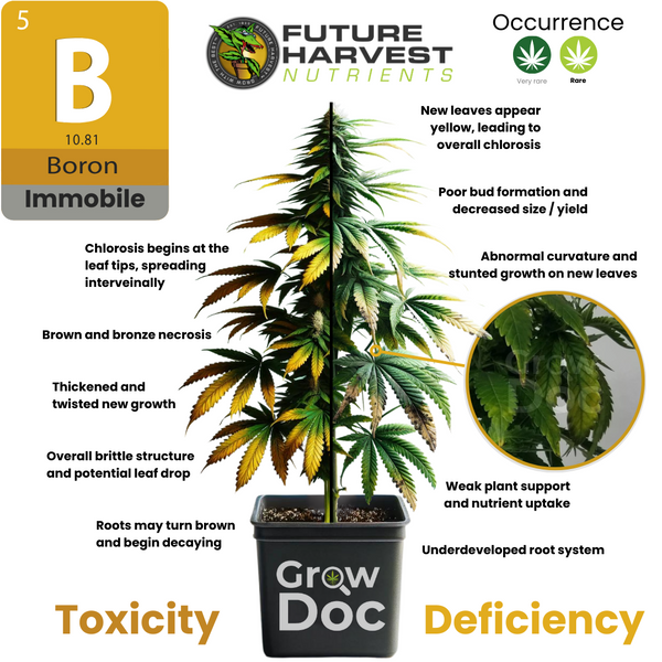 Boron Deficiency and Toxicity in Cannabis Plants