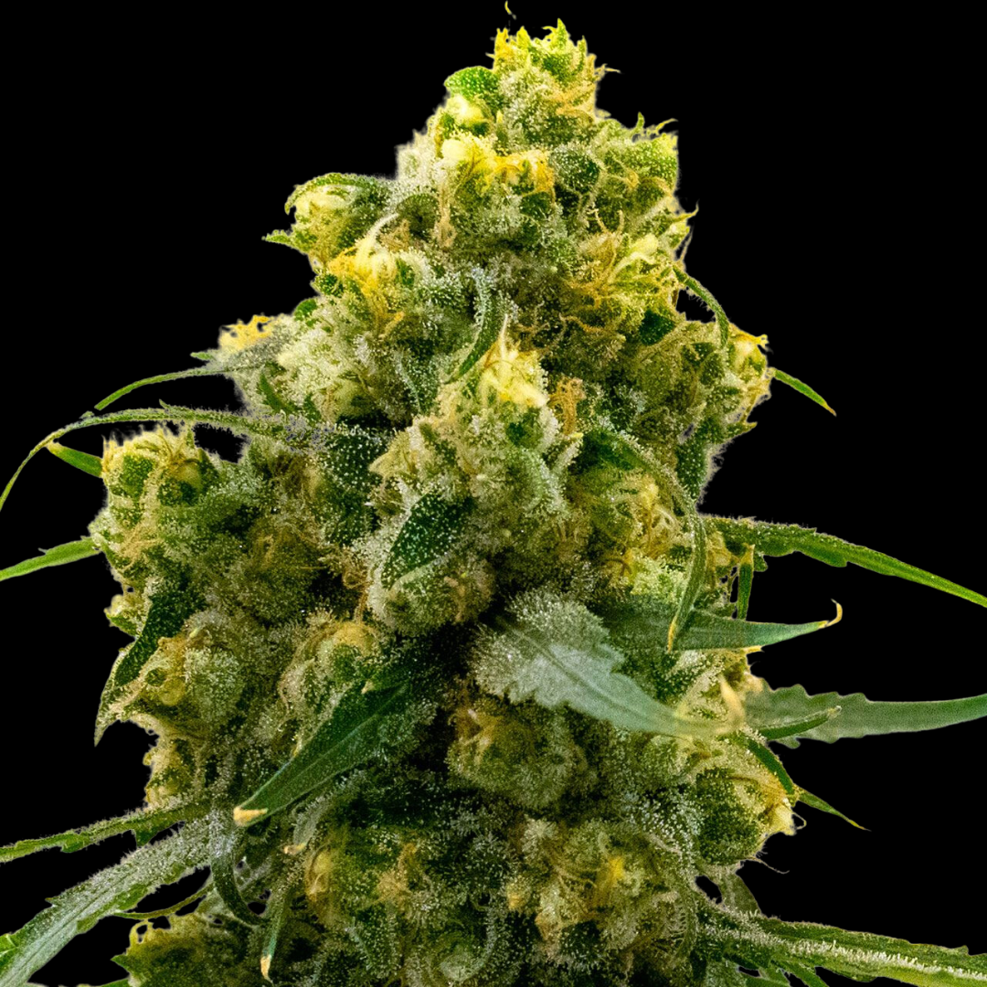 Detailed photo of the Bruce Banner strain