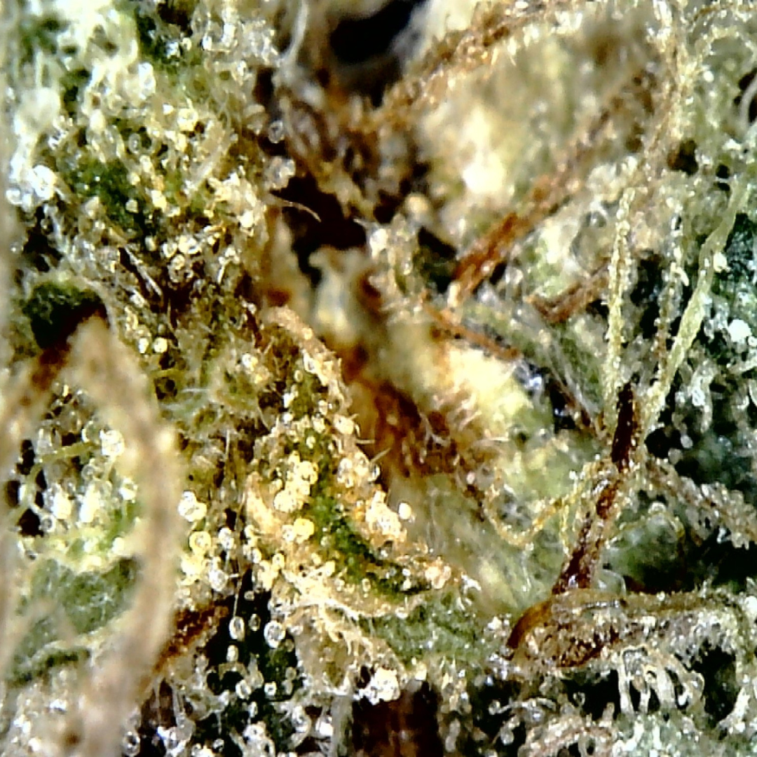 Cannabis bud with signs of fungal infection
