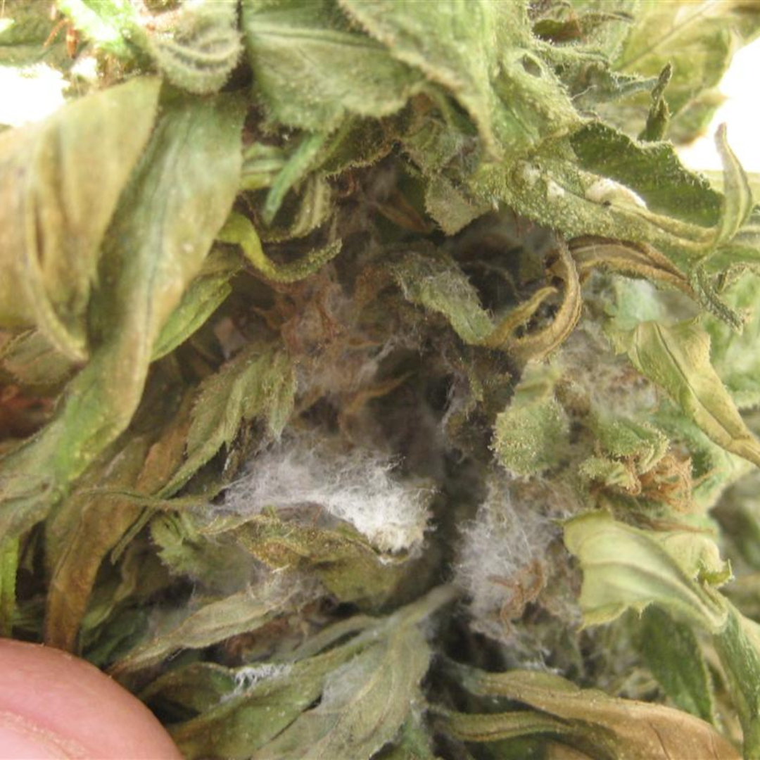 Cannabis bud decay due to Botrytis cinerea