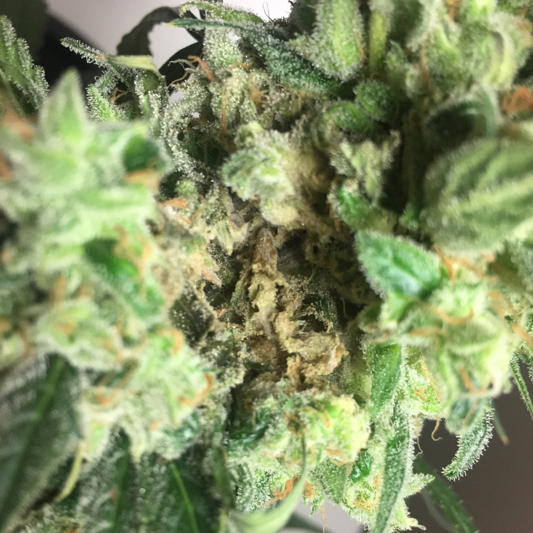 Detailed view of cannabis bud rot symptoms