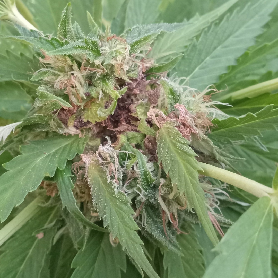 Cannabis cultivation: spotting and preventing bud rot