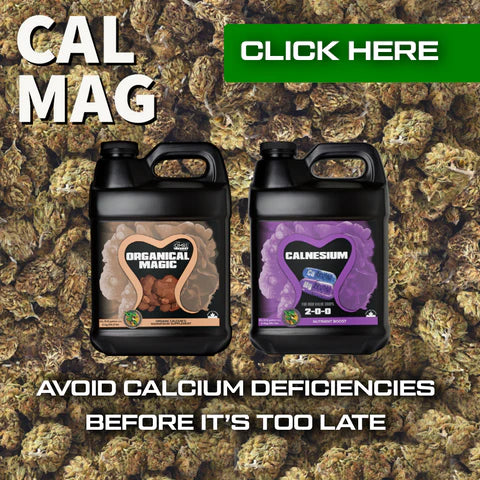 Calmag to prevent Calcium and Magnesium Deficiencies