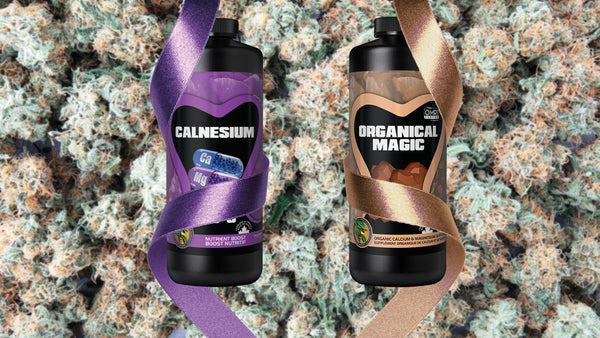 Future Harvest Organical Magic et Calnesium reposent sur un tas de têtes de cannabis renforcées et soulagées du stress.