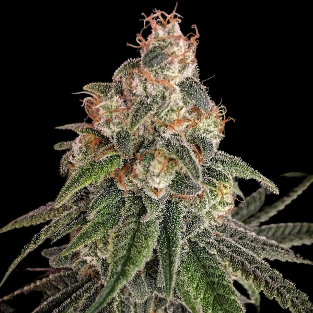 Vibrant photo of the Chem Berry D strain