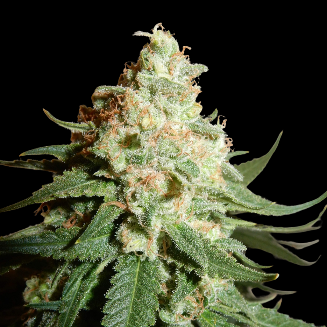 Detailed photo of the Critical Kush strain