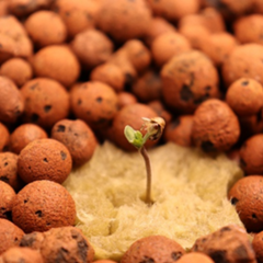 Cannabis Seedling at Day 1