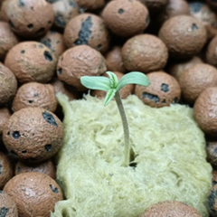 Cannabis Seedling at Day 2